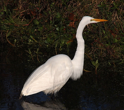 [The bird is standing in water which completely covers its legs. It faces to the right. Under the curve which attaches its neck to its body is a lot of long fluffy white feathers. Long thin feathers which nearly extend the length of its back and hang down over its body create a 'wedding finery' look.]